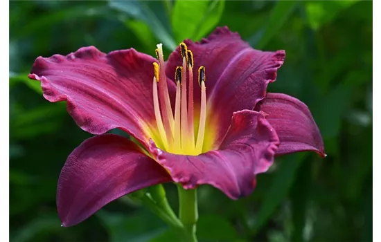 Hemerocallis x cultorum 'Little Tyke' 