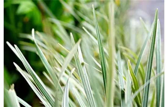 Holcus mollis 'Variegatus' Holcus mollis 'Variegatus'