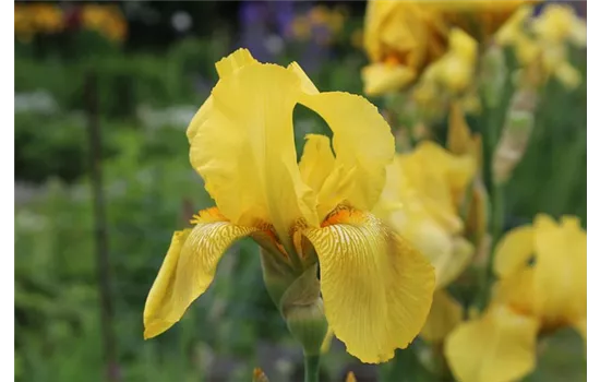 Iris x barbata-nana 'Gleaming Gold'  Iris x barbata-nana 'Gleaming Gold'