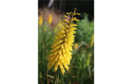 Kniphofia citrina 