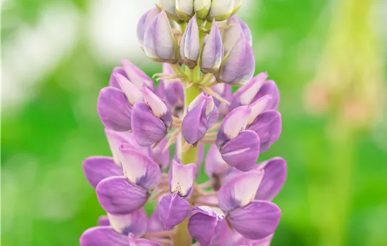 Lupinus polyphyllus 'Legendary Blue Shades' 