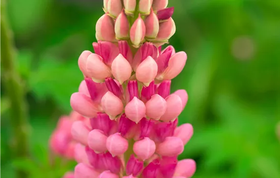 Lupinus polyphyllus 'Legendary Red Shades' 