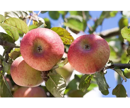 Malus domestica 'Berleis'  Malus domestica 'Berleis'