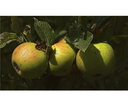 Malus domestica 'Brettacher Gewürzapfel'  Malus domestica 'Brettacher Gewürzapfel'