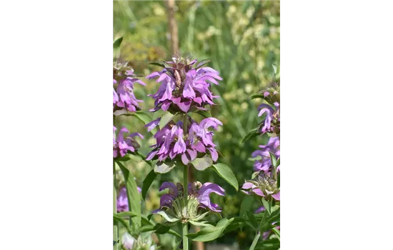 Monarda fistulosa 'Elsie's Lavender'  Monarda fistulosa 'Elsie's Lavender'