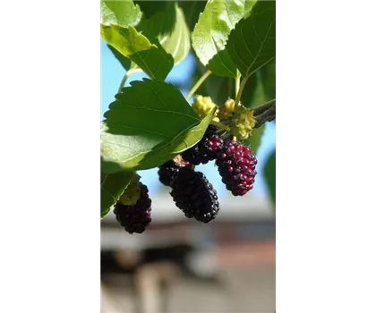 Morus alba x rubra 'Illinois Everbearing'  Morus alba x rubra 'Illinois Everbearing'