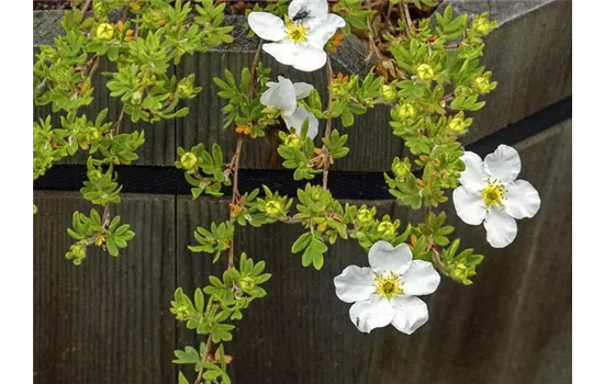 Potentilla fruticosa 'McKay's White' Potentilla fruticosa 'McKay's White'