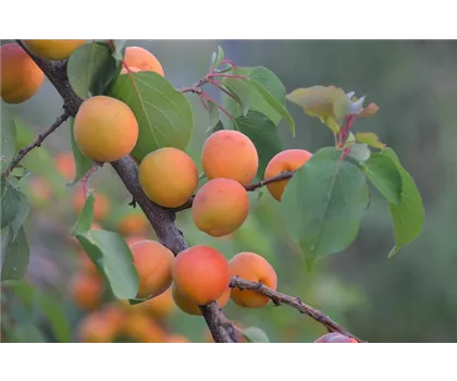 Prunus armeniaca 'Kioto'  Prunus armeniaca 'Kioto'