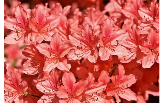 Rhododendron viscosum 'Smell Well' 