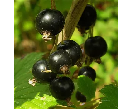 Ribes nigrum 'Ben Hope'  Ribes nigrum 'Ben Hope'