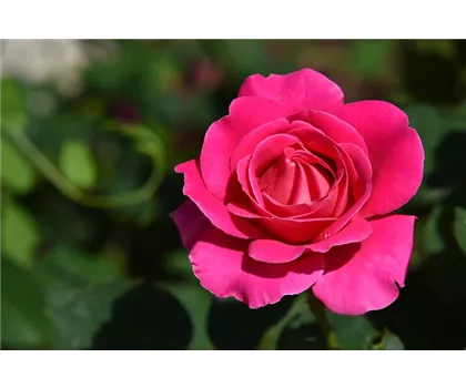 Rosa 'Acapella'  Rosa 'Acapella'