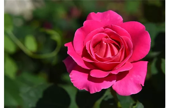 Rosa 'Acapella'  Rosa 'Acapella'