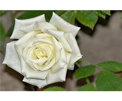 Rosa 'Alaska'  Rosa 'Alaska'