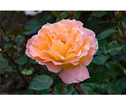 Rosa 'Alchymist'  Rosa 'Alchymist'