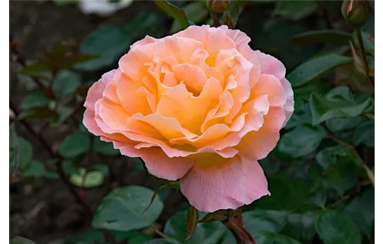 Rosa 'Alchymist'  Rosa 'Alchymist'