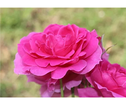 Rosa 'Allegro'  Rosa 'Allegro'