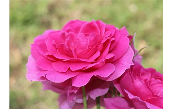 Rosa 'Allegro'  Rosa 'Allegro'