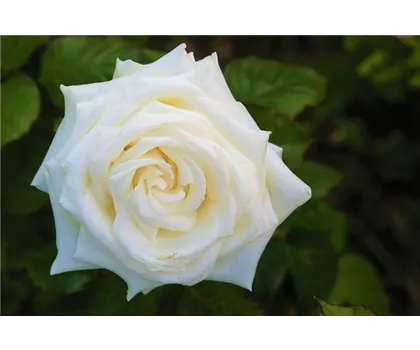 Rosa 'Ambiente'  Rosa 'Ambiente'