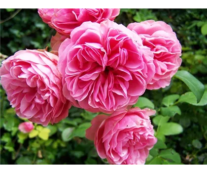 Rosa 'Amica'  Rosa 'Amica'