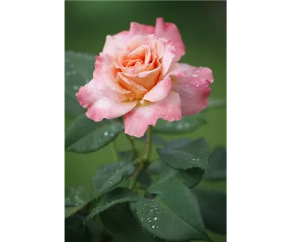 Rosa 'Aquarell'  Rosa 'Aquarell'