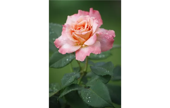 Rosa 'Aquarell'  Rosa 'Aquarell'