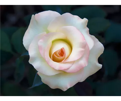 Rosa 'Aspirin'  Rosa 'Aspirin'