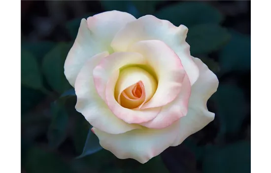 Rosa 'Aspirin'  Rosa 'Aspirin'