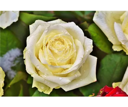 Rosa 'Avec Amour'  Rosa 'Avec Amour'