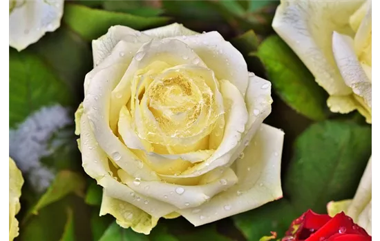 Rosa 'Avec Amour'  Rosa 'Avec Amour'