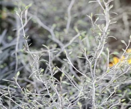 Corokia cotoneaster  Corokia cotoneaster