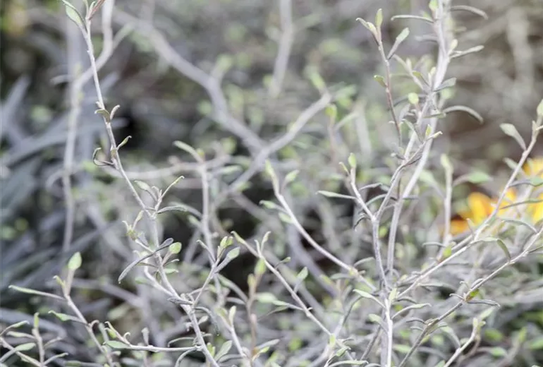 Corokia cotoneaster Corokia cotoneaster
