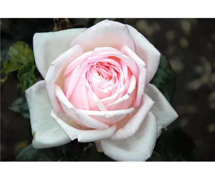 Rosa 'Billet Doux'  Rosa 'Billet Doux'