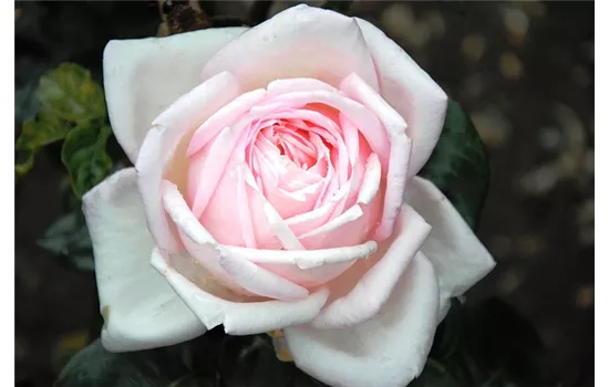 Rosa 'Billet Doux'  Rosa 'Billet Doux'