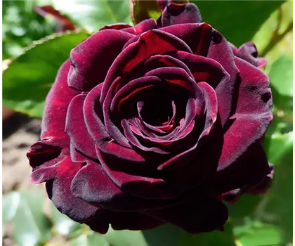 Rosa 'Black Baccara'  Rosa 'Black Baccara'