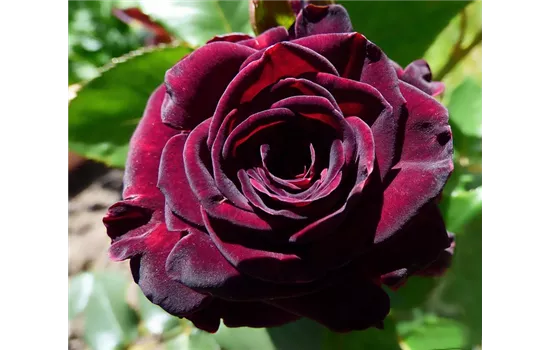 Rosa 'Black Baccara'  Rosa 'Black Baccara'