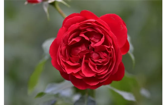 Rosa 'Black Forest Rose' 