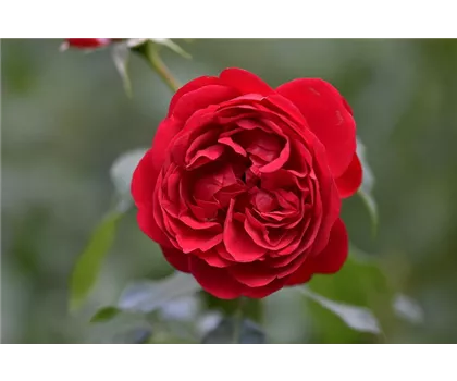 Rosa 'Braveheart'  Rosa 'Braveheart'