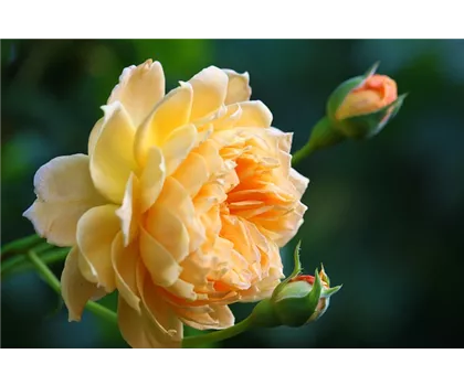 Rosa 'Bright Smiles'  Rosa 'Bright Smiles'