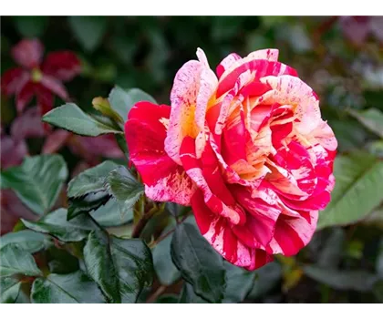 Rosa 'Broceliande'  Rosa 'Broceliande'