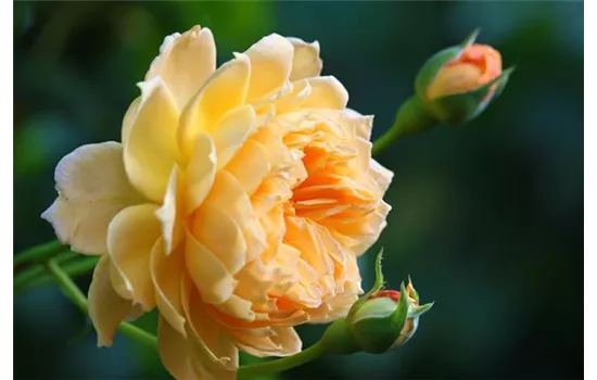 Rosa 'Candlelight'  Rosa 'Candlelight'