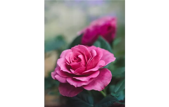 Rosa 'Carmen Würth' 