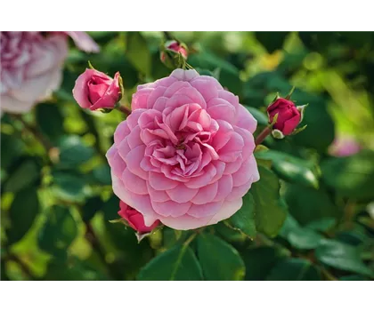 Rosa 'Chapeau de Napoléon'  Rosa 'Chapeau de Napoléon'