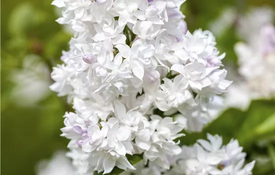 Syringa vulgaris 'Mme Lemoine'
