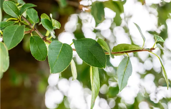 Prunus eminens 'Umbraculifera'  Prunus eminens 'Umbraculifera'