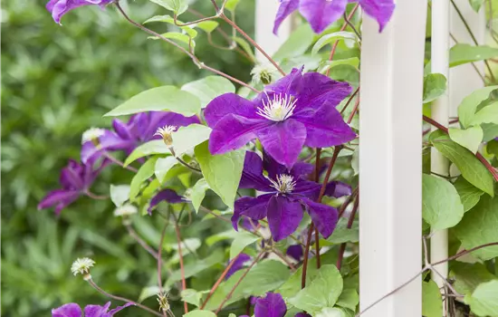 Clematis 'Warszawska Nike' 
