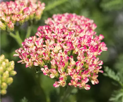 Achillea millefolium 'Milly Rock Rose' 