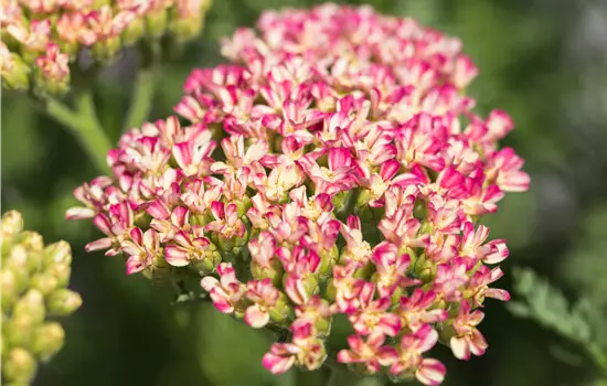 Achillea millefolium 'Milly Rock Rose' 