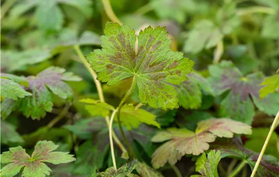 Geranium oxonianum 'Katherine Adele'  Geranium oxonianum 'Katherine Adele'