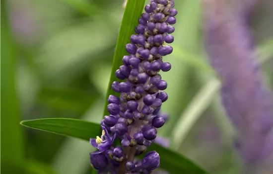Liriope muscari 'Royal Purple'  Liriope muscari 'Royal Purple'