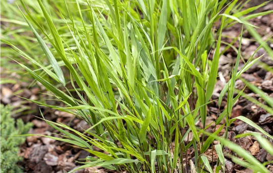 Hakonechloa macra  Hakonechloa macra